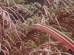 Aulostomus maculatus