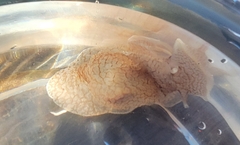 Pleurobranchaea tarda