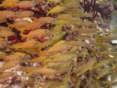 Haemulon flavolineatum