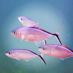 Caranx ruber