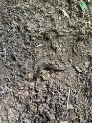 Ecpleopus gaudichaudii