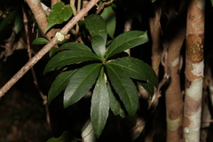 Symplocos harroldii