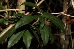 Symplocos harroldii