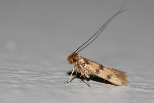 Proterospastis merdella
