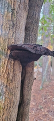 Inonotus