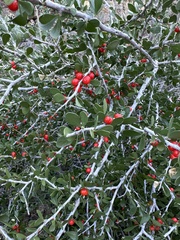 Schaefferia cuneifolia