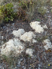 Geomys pinetis