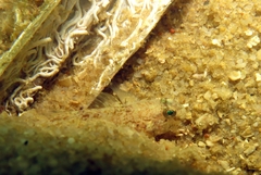 Gobius