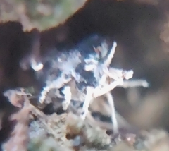 Ophiocordyceps unilateralis