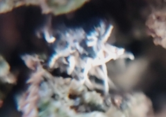 Ophiocordyceps unilateralis