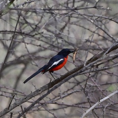 Laniarius atrococcineus