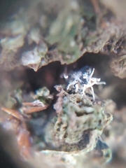 Ophiocordyceps unilateralis
