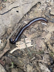 Tachypodoiulus niger
