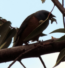 Thraupidae
