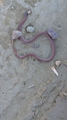 Contia tenuis