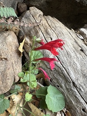 Salvia roemeriana