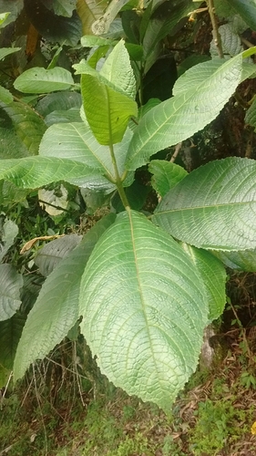 Siparuna aspera, photograph 5
