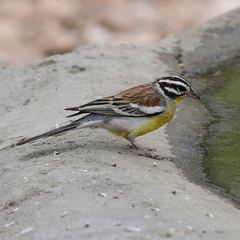 Emberiza flaviventris