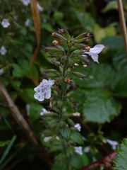 Clinopodium menthifolium ascendens