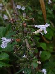 Clinopodium menthifolium ascendens