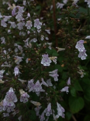 Clinopodium menthifolium ascendens