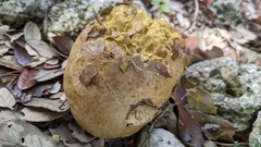 Pisolithus arenarius