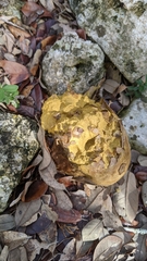 Pisolithus arenarius