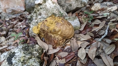 Pisolithus arenarius