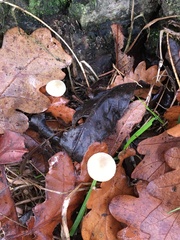 Cuphophyllus virgineus