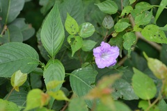 Ruellia breedlovei