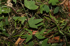 Passiflora subpeltata