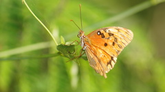 Nymphalidae
