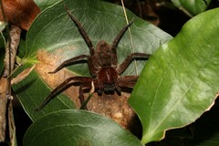 Heteropoda jugulans