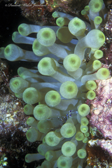 Periclimenes yucatanicus