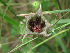 Dictyanthus ceratopetalus