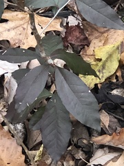 Elaeagnus pungens