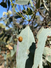 Paropsisterna cloelia