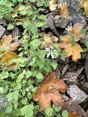 Stellaria cuspidata