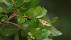 Spilomelinae