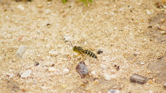 Stictia signata