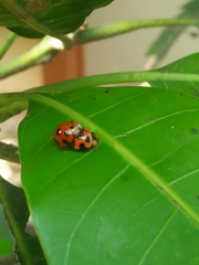 Coelophora inaequalis