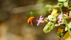 Bombyliidae