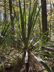 Yucca filamentosa