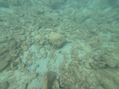 Canthigaster jactator