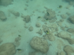Chaetodon lunula