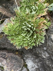 Selaginella pilifera
