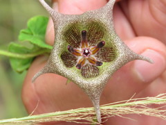 Dictyanthus ceratopetalus