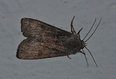Agrotis segetum