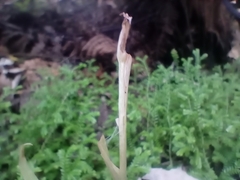 Pterostylis banksii