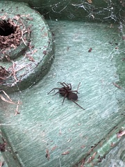 Kukulcania hibernalis